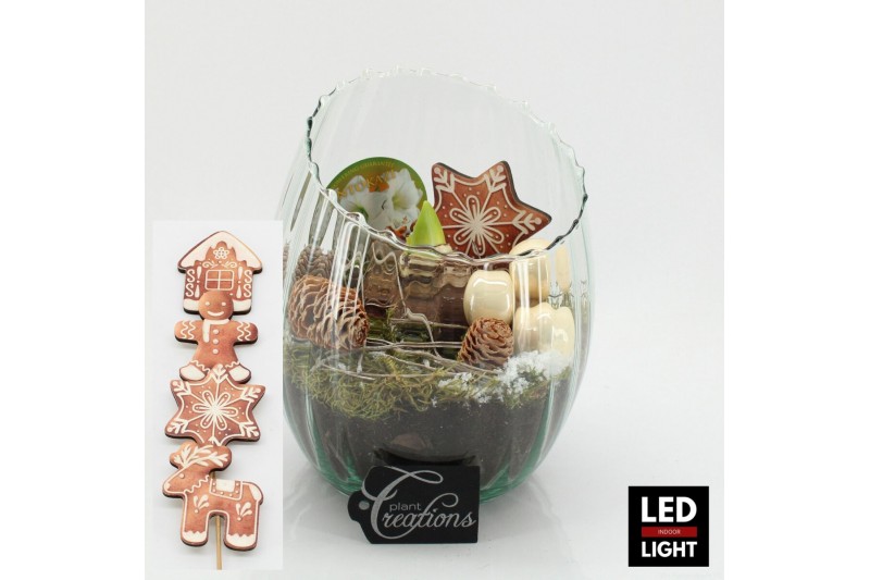 Arrangementen hippeastrum HICR-2507WLED Kerst Amaryllis 1 pp 