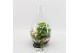 Arrangementen kamerplanten BAXM-2506W Xmas Fundamentals terrarium 3 pp 