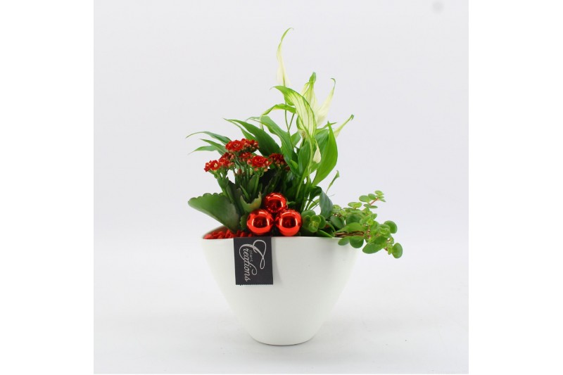 Arrangementen kamerplanten BAXM-2511R Xmas Fundamentals 3 pp 