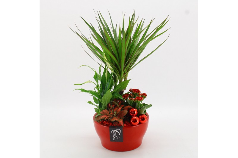 Arrangementen kamerplanten BAXM-2510R Xmas Fundamentals 4 pp 