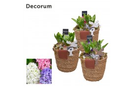 Arrangementen hyacinthus Hyacint Basket & Leather Label HL12982 [PURE]