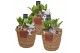 Arrangementen hyacinthus Hyacint Basket & Leather Label HL12982 [PURE] 