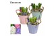 Arrangementen hyacinthus Hyacint Bucket Maxi HL10642 [LOVELY COLORS] 3 