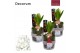 Arrangementen hyacinthus Hyacint Kerstglas met Gnoom HL13146WP [COZY]  