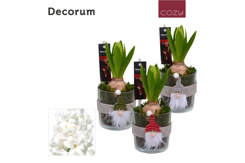 Arrangementen hyacinthus Hyacint Kerstglas met Gnoom HL13146WP [COZY]  