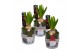 Arrangementen hyacinthus Hyacint Kerstglas met Gnoom HL13146WP [COZY]  