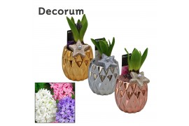 Arrangementen hyacinthus Hyacint Tri-color Gold Mini HL10872 [SHINY & 