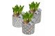 Arrangementen hyacinthus Hyacint Shino HL16272WP [BLACK & WHITE] 3 pp  