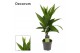 Areca catechu Areca Catechu 12 cm(Decorum) 1 pp 