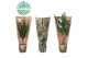 Kamerplanten mix Groen Mix p14 in HOES GREEN JEWELS 1 pp 