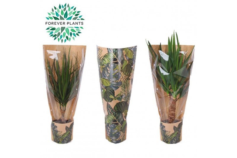 Kamerplanten mix Groen Mix p14 in HOES GREEN JEWELS 1 pp 