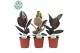 Ficus elastica Ficus Elastica 2-3 soorten mix p17 1 pp 