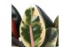 Ficus elastica Ficus Elastica 2-3 soorten mix p17 1 pp 