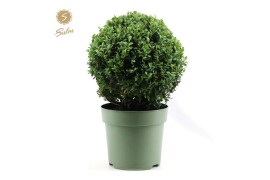 Buxus sempervirens Buxus semp. Ball Ø30cm P2330 cm diameter