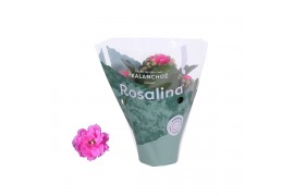 Kalanchoe rosalina don nando rose