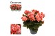 Begonia elatior du. borias Begonia borias 13 cm Decorum1 pp 