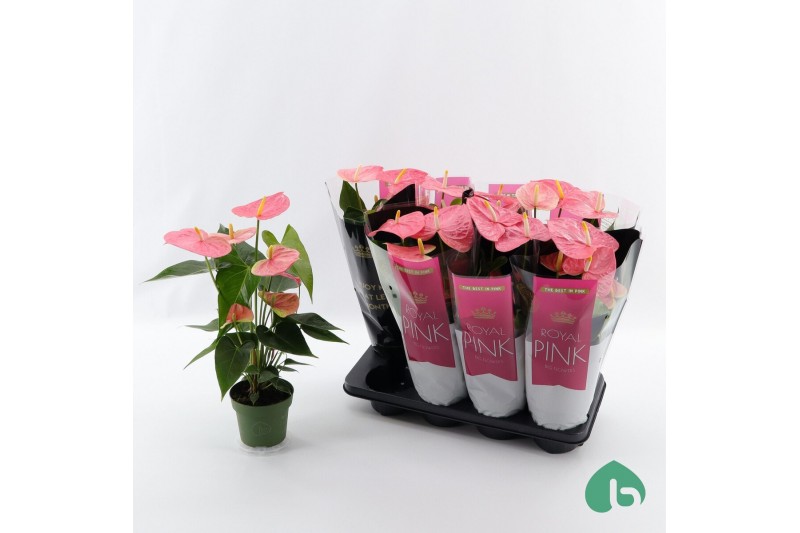Anthurium andr. pink royal 