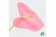 Anthurium andr. pink royal 
