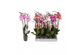 Phalaenopsis mix Phalaenopsis 8 color mix, 3-spike 22+bl.  tak/plnt