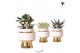Succulenten mix Kolibri Greens Succulenten mix in Le Chic pot gold1 pp 
