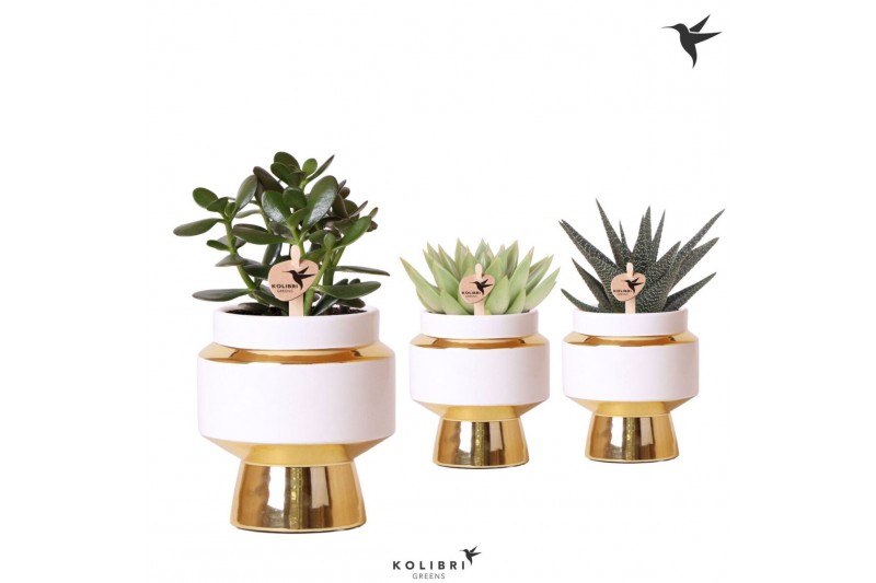 Succulenten mix Kolibri Greens Succulenten mix in Le Chic pot gold1 pp 