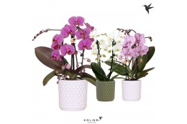 Phalaenopsis elegant cascade Kolibri Orchids Niagara fall mix 2 spike 