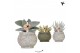 Succulenten mix Kolibri Greens Succulenten mix in Ancient pot green mi 