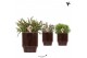 Rhipsalis mix Kolibri Greens Rhipsalis mix in Classy pot brown1 pp 