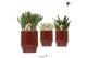 Succulenten mix Kolibri Greens Succulenten mix in Classy pot red1 pp 