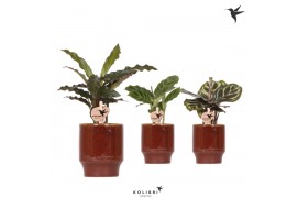 Calathea mix Kolibri Greens Calathea mix in Classy pot red1 pp