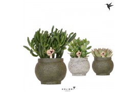 Succulenten mix Kolibri Greens Succulenten mix in Ancient pot Green1 p