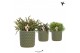Rhipsalis mix Kolibri Greens Rhipsalis mix in Diamond pot green1 pp 
