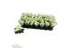 Euphorbia pul. princettia pure white Princettia Pure White 6cm met Hoe 