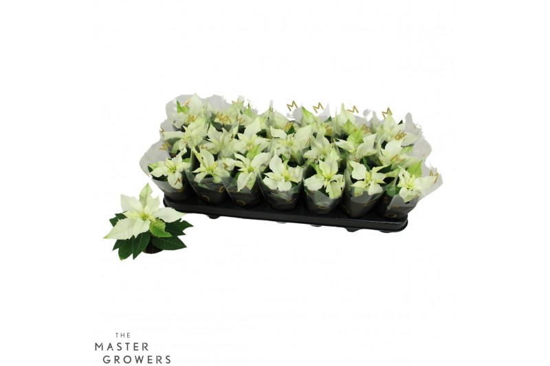 Euphorbia pul. princettia pure white Princettia Pure White 6cm met Hoe 