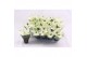 Euphorbia pul. princettia pure white Princettia Pure White 6cm met Hoe 