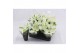 Euphorbia pul. princettia pure white Princettia Pure White 6cm met Hoe 