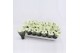 Euphorbia pul. princettia pure white Princettia Pure White 6cm met Hoe 