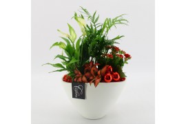 Arrangementen kamerplanten BAXM-2512R Xmas Fundamentals 4 pp