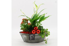 Arrangementen kamerplanten BAXM-2515R Xmas Fundamentals 3 pp