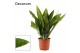 Sansevieria trifasciata Sansevieria Aubrytiana Nite Lite 14 cm (Decoru 