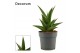 Sansevieria Sansevieria Abbey crown 12 cm (Decorum) 
