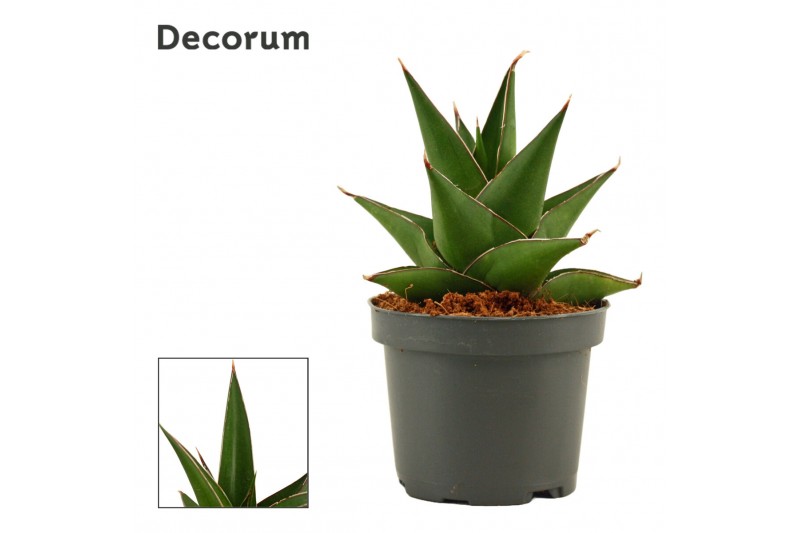 Sansevieria Sansevieria Abbey crown 9 cm (Decorum) 