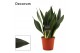 Sansevieria trifasciata Sansevieria Black Diamond 12 cm (Decorum) 