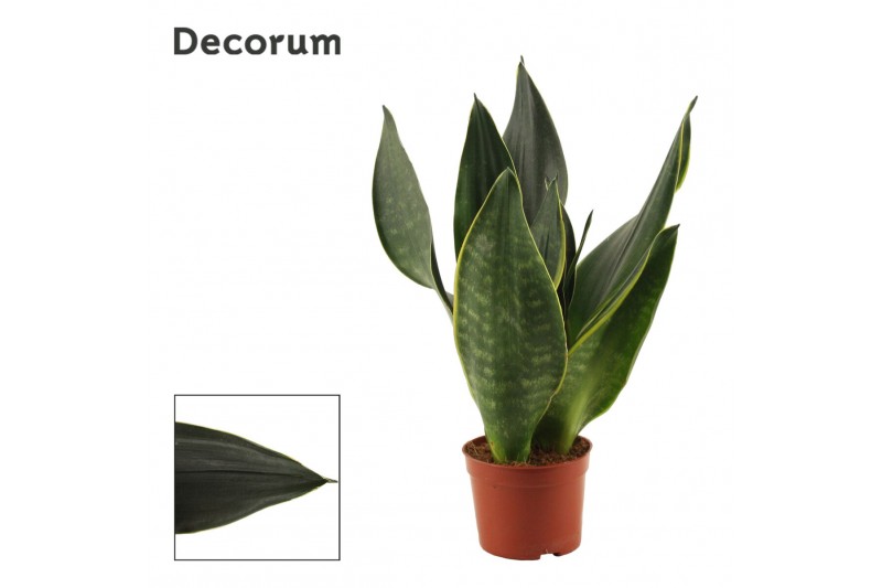 Sansevieria trifasciata Sansevieria Black Diamond 9 cm (Decorum) 