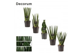 Sansevieria cylindrica Sansevieria Cylindrica 12 cm mix (Decorum)