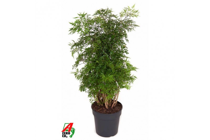 Polyscias ming Polyscias Ming vertakt P241 pp 