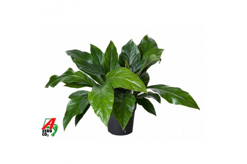 Anthurium ellipticum jungle bush Anthurium Jungle Bush 2PP2 pp 