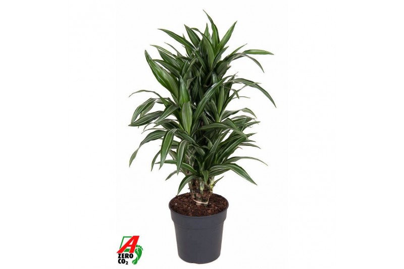 Dracaena fragr. der. ulises Dracaena Ulises vertakt P24pp 