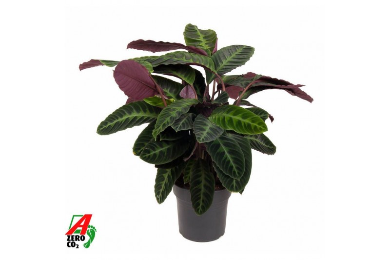 Calathea warscewiczii Calathea Warscewicziizonder bloem bl. 2 pp 