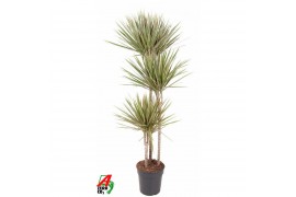 Dracaena marg. bicolor Dracaena Bicolor 90-60-30pp